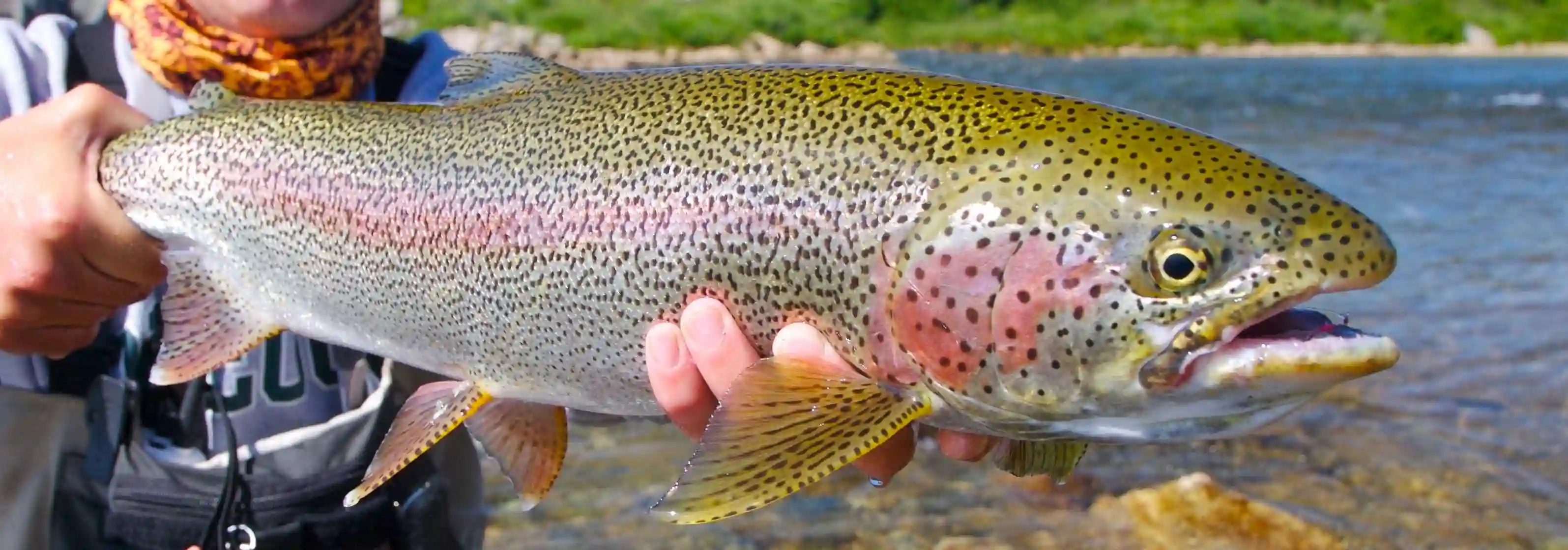 Rainbow Trout fish.webp